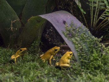 Close-up of frogs