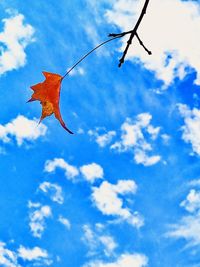 Low angle view of maple tree against sky