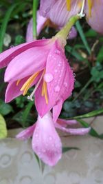 Close-up of wet pink rose flower