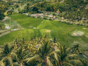 Scenic view of agricultural field