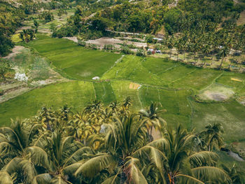 Scenic view of agricultural field