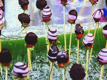 Multi colored flowers