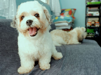 Close-up portrait of happy puppy.