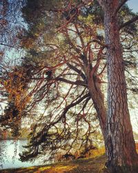 Trees against sky