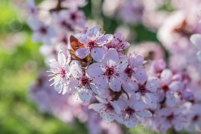 Close-up of pink cherry blossoms