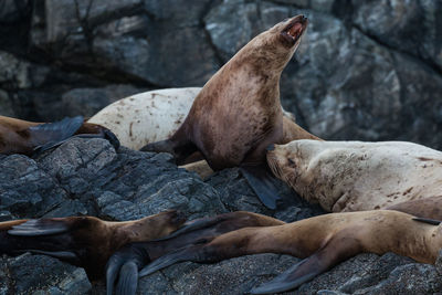 High angle view of sea lion on rock at beach