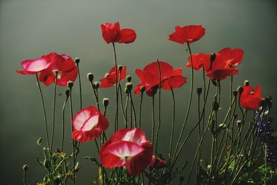 Close-up of red poppy flowers