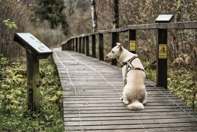 Dog relaxing on wooden footbridge