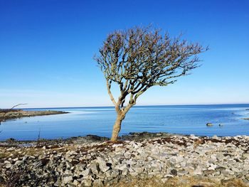 Bare tree at beach against sky