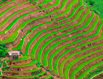 Full frame shot of rice paddy