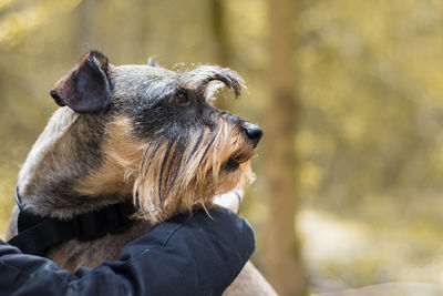 Close-up of dog looking away