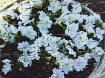 Close-up of plant with reflection of leaves