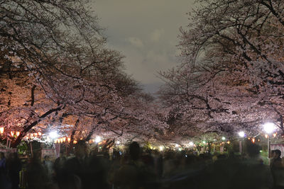 View of illuminated street amidst trees at night