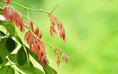 Close-up of butterfly on plant
