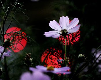 Close-up of red flowering plant in park