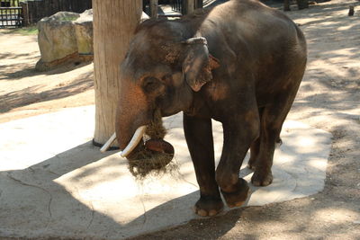 Elephant drinking water