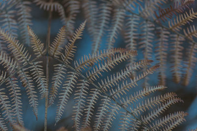 Full frame shot of leaves