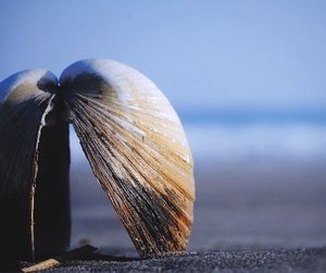 Close-up of bread on land against sea