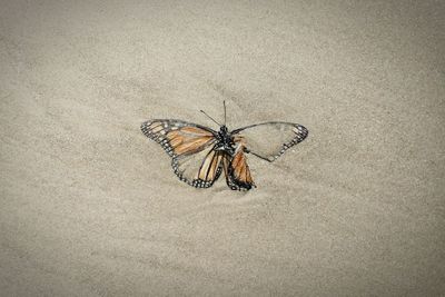 Close-up of butterfly