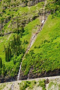 High angle view of trees growing on land