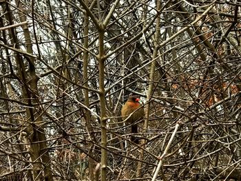 Bird perching on bare tree