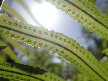 Close-up of water drops on leaves