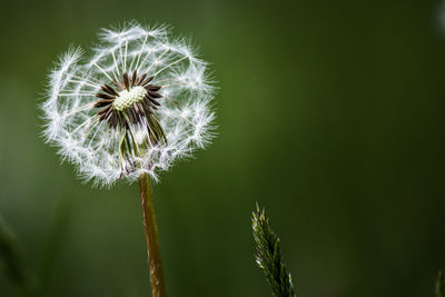 Close-up of dandelion against blurred background