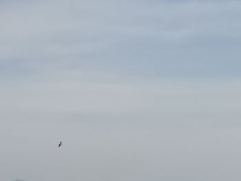 Low angle view of bird flying in sky