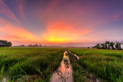 Scenic view of agricultural field against sky during sunset