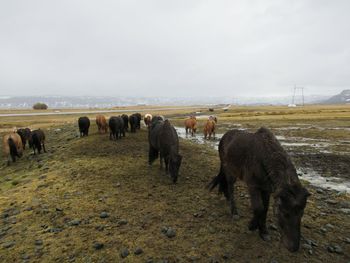 Horses grazing in a field