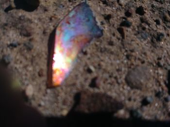 Close-up view of leaf