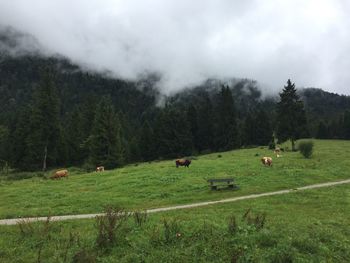 Cows on field against sky
