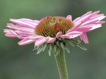 Close-up of pink flower