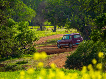 Car parked on land by trees in forest