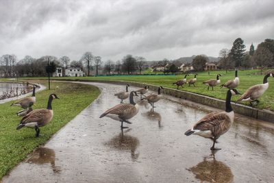 Birds on grass against cloudy sky