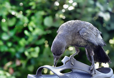 Close-up of raven on slipper