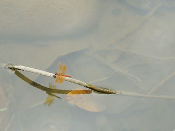 High angle view of dragonfly on stick in lake
