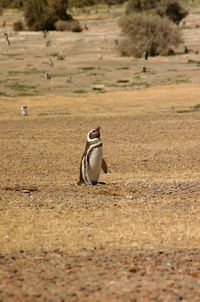 View of a bird on field