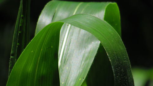 Close-up of plant