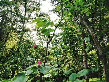 Low angle view of flowering plants and trees in forest