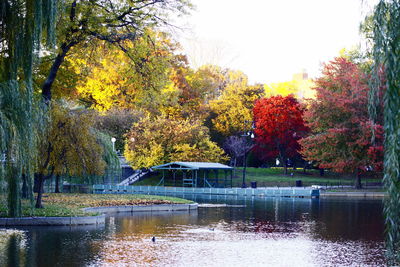 Trees in park