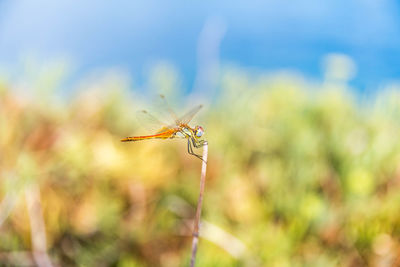 Close-up of insect on plant