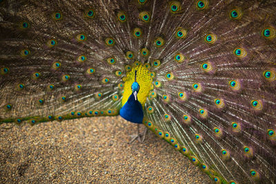 Close-up of peacock fanned out feathers while standing on field