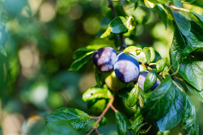 Close-up of fruit growing on tree