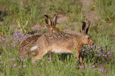 Side view of an animal on field