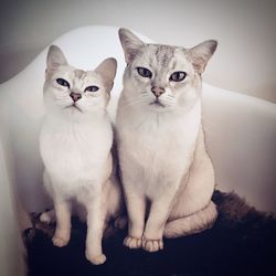 Cats posing on a chair as a loving couple 