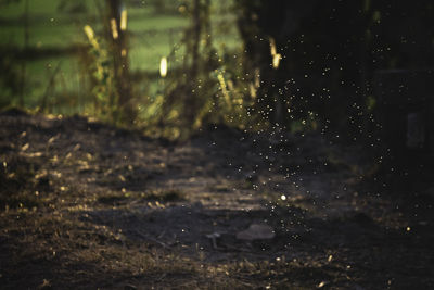 Wet field during rainy season