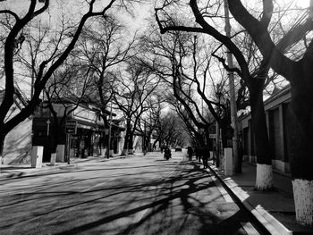 View of bare trees in city