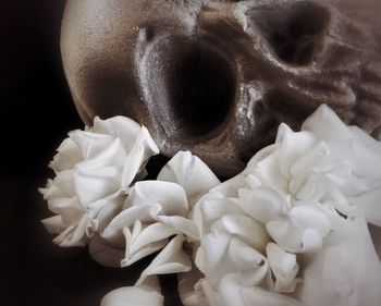 Close-up of white roses against black background