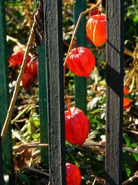 Close-up of red poppy hanging on plant